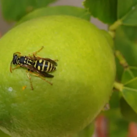 Palatinus * Keszthely