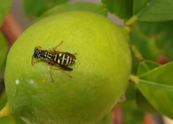 Palatinus * קסזטלי